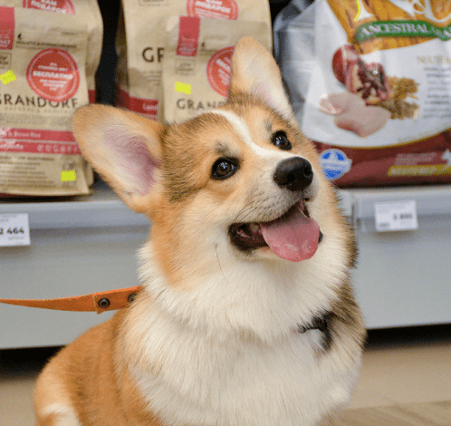 фото питомца-1