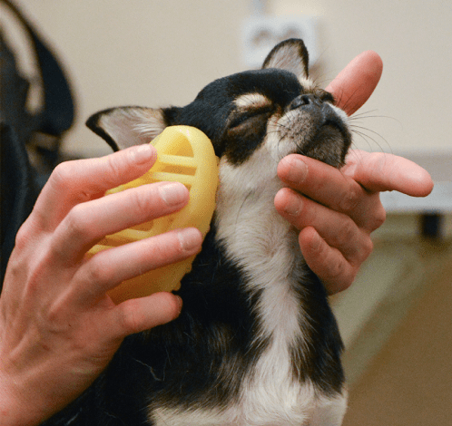 фото питомца-2