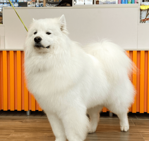 фото питомца-4