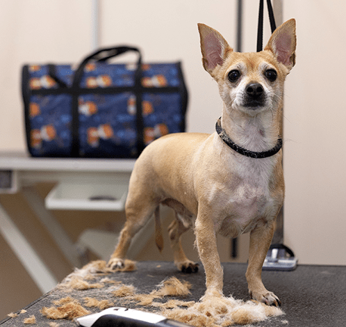 фото питомца-5