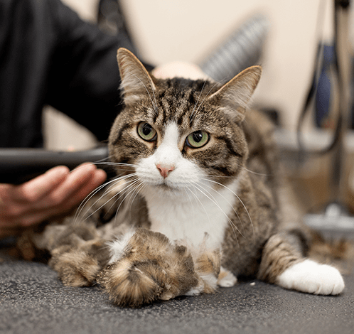 фото питомца-6