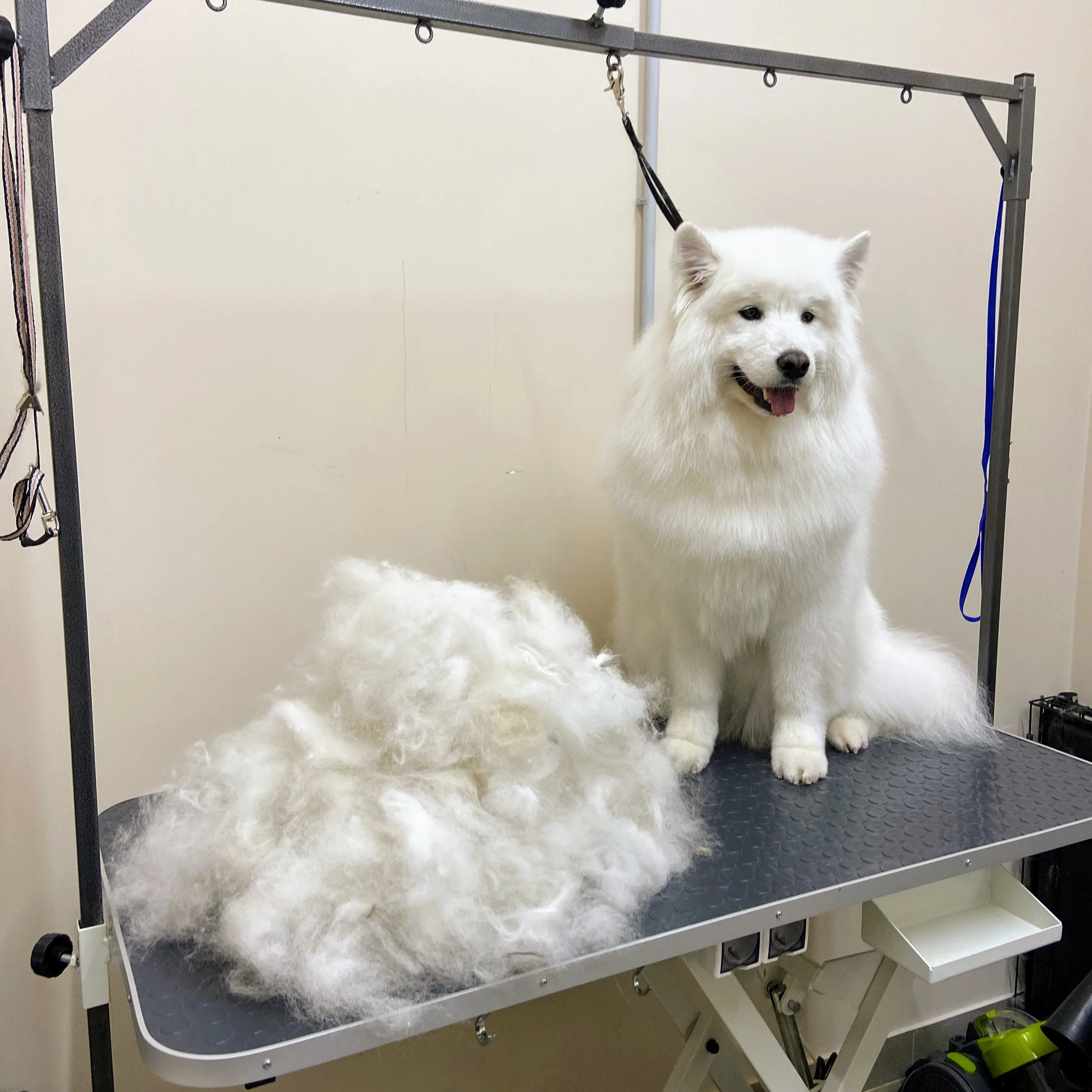 фото питомца-7